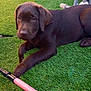 animal, artificial_grass, blue, brown, chocolate_labrador, curious, cute, dog, furniture, grass, lawn, outdoor, pet, pool, puppy, relaxed, resting, stick, toy, young