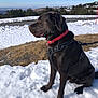 Moka participe au concours pour gagner de l'argent avec cette photo : dog, labrador, chocolate_labrador, snow, outdoor, winter, collar, harness, road, trees, mountains, sky, nature, sitting, animal, pet, canine, leash, landscape, daytime
