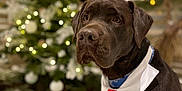 Moka participe au concours pour gagner de l'argent avec cette photo : dog, labrador, chocolate_labrador, christmas_hat, santa_hat, holiday, festive, tie, collar, christmas_tree, ornaments, lights, indoor, pet, canine, brown_dog, celebration, decorations, seasonal, portrait