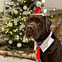 brown_dog, canine, celebration, chocolate_labrador, christmas_hat, christmas_tree, collar, decorations, dog, festive, holiday, indoor, labrador, lights, ornaments, pet, portrait, santa_hat, seasonal, tie