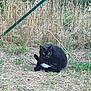 black_cat, cat, grass, outdoor, fence, dry_grass, greenery, plant, animal, pet, wildlife, nature, sitting, fur, whiskers, alert, eye, paw, tail, field