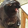 Loulou participe au concours pour gagner de l'argent avec cette photo : cat, black_cat, yawning, animal, pet, outdoor, sunlight, concrete, chair, wood, feline, whiskers, fur, sitting, shadow, daylight, nature, cute, mammal, relaxed