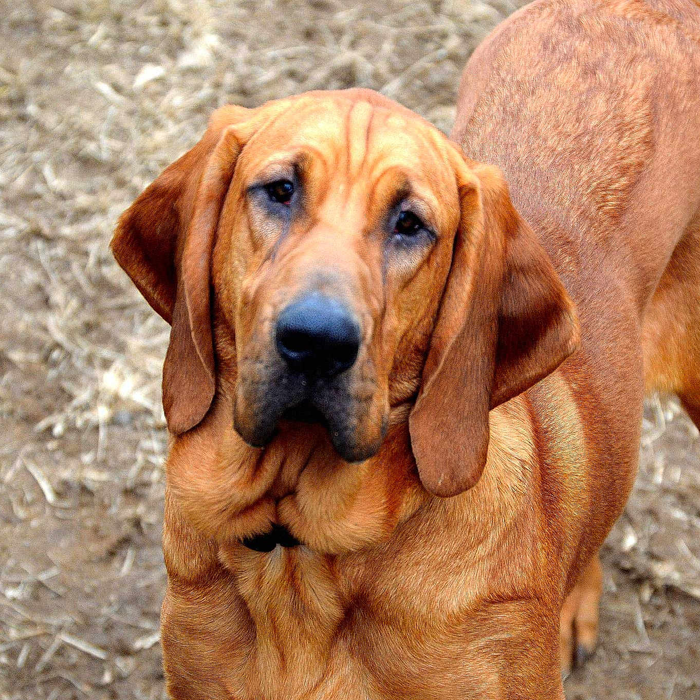 Duke joined the competition — help win amazing prizes!