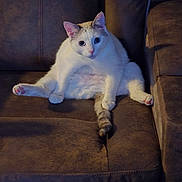 Sky Blue joined the competition — help win amazing prizes! cat, pet, animal, white_cat, brown_couch, indoor, relaxed, sitting, feline, cute, pink_paws, pink_nose, curious_eyes, fluffy, cozy, portrait, domestic_cat, fur, home, resting