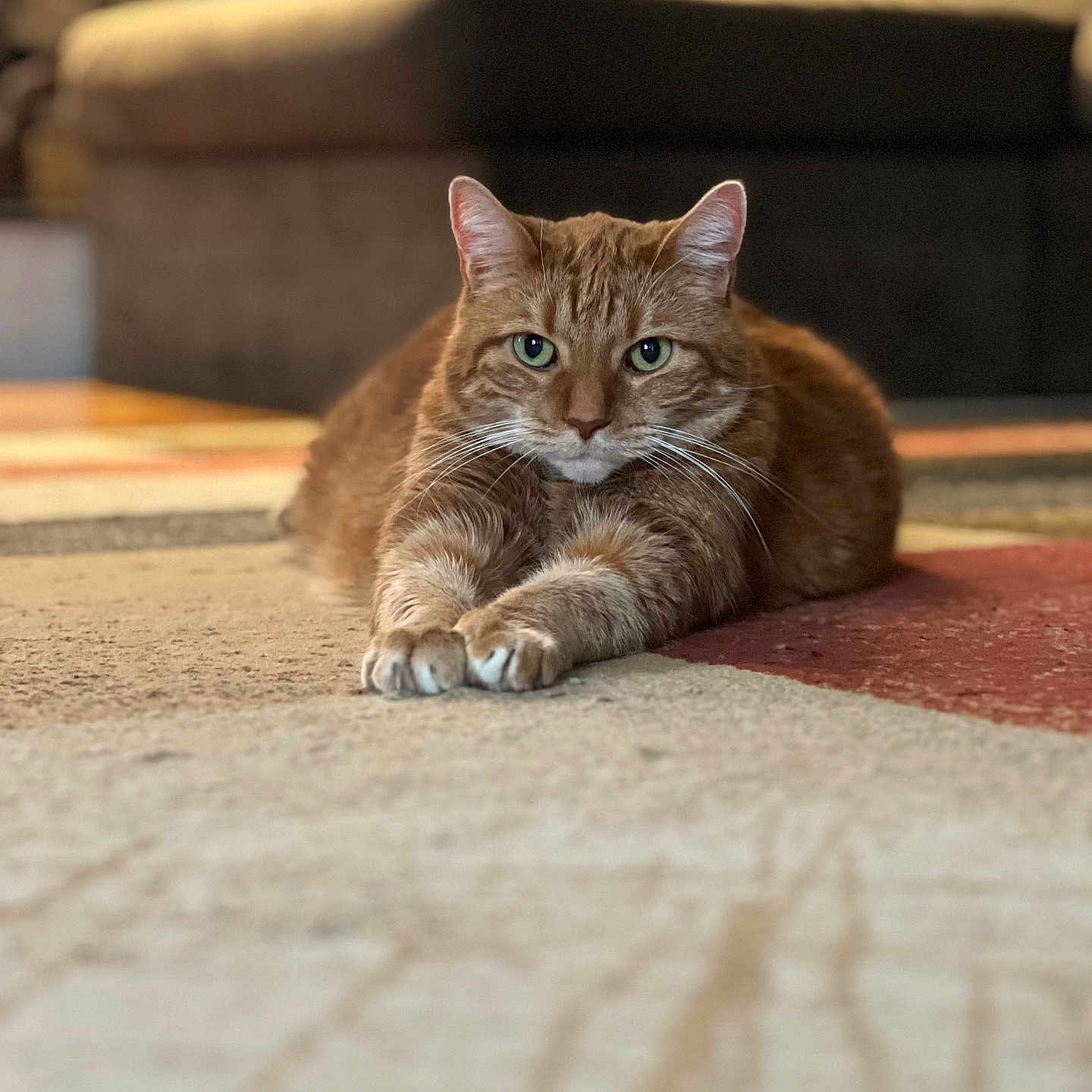 Milo joined the competition — help win amazing prizes! animal, carpet, cat, cozy, cute, domestic_cat, feline, focus, furniture, ginger_cat, house, indoor, living_room, mammal, paws, pet, portrait, relaxed, resting, whiskers