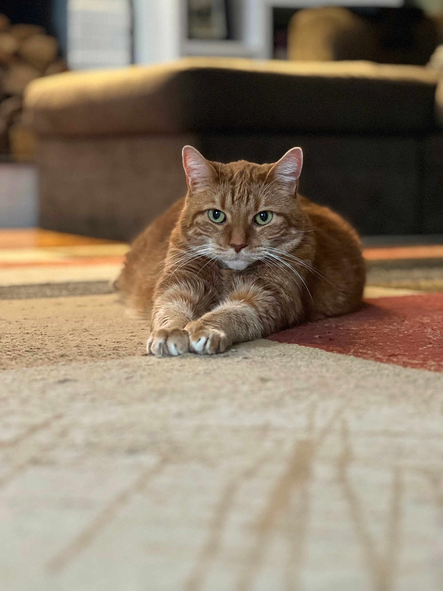 Milo joined the competition — help win amazing prizes! cat, ginger_cat, pet, indoor, carpet, furniture, relaxed, animal, whiskers, paws, domestic_cat, cute, mammal, feline, resting, cozy, house, living_room, focus, portrait