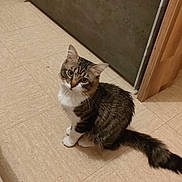 Nero a rejoint le concours — aidez-le/la à gagner de superbes lots ! abyssinian, animal, ankle, baby, barefoot, bodypart, cat, clothing, footwear, hardwood, indoors, interiordesign, kitten, manx, person, pet, plywood, sandal, toe, wood