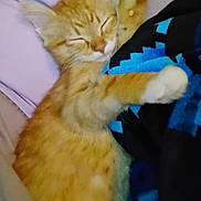 Arthona joined the competition — help win amazing prizes! adorable, animal, blanket, cat, closeup, comfort, cozy, cute, feline, fur, indoor, kitten, nap, orange_tabby, paw, pet, relaxed, resting, sleeping, soft