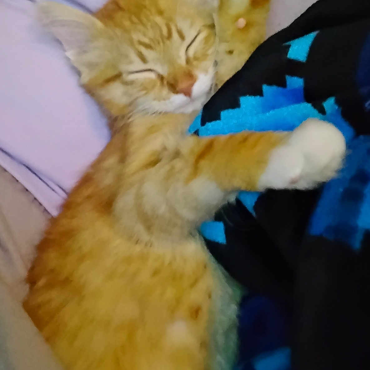 Arthona joined the competition — help win amazing prizes! adorable, animal, blanket, cat, closeup, comfort, cozy, cute, feline, fur, indoor, kitten, nap, orange_tabby, paw, pet, relaxed, resting, sleeping, soft