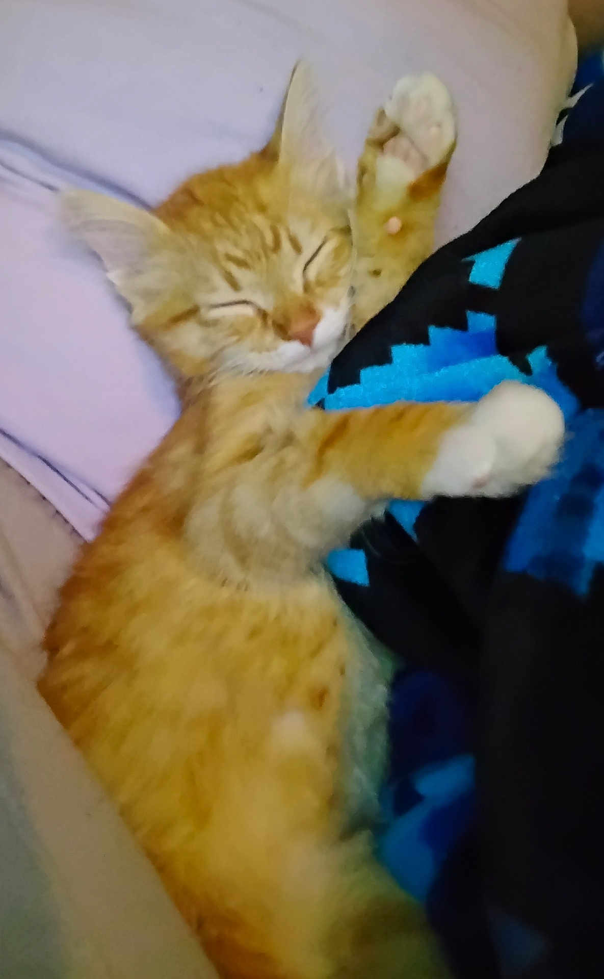 Arthona joined the competition — help win amazing prizes! adorable, animal, blanket, cat, closeup, comfort, cozy, cute, feline, fur, indoor, kitten, nap, orange_tabby, paw, pet, relaxed, resting, sleeping, soft