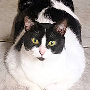 Barney joined the competition — help win amazing prizes! animal, black_and_white, cat, chubby, cute, domestic_cat, feline, floor, fur, indoor, looking_at_camera, lying_down, mammal, paws, pet, pink_nose, relaxed, tile_floor, whiskers, yellow_eyes