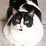cat, black_and_white, yellow_eyes, pink_nose, lying_down, floor, tile_floor, pet, animal, feline, cute, chubby, domestic_cat, whiskers, paws, relaxed, indoor, looking_at_camera, fur, mammal