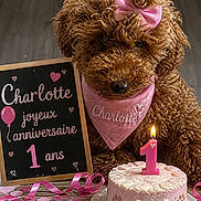 Charlotte a rejoint le concours — aidez-le/la à gagner de superbes lots ! dog, puppy, birthday, cake, candle, pink, bow, bandana, curly_fur, brown_fur, toy_poodle, celebration, confetti, ribbon, party, portrait, indoor, table, sign, french_text