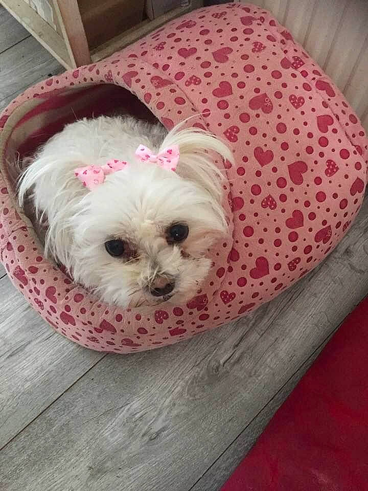 Lilly