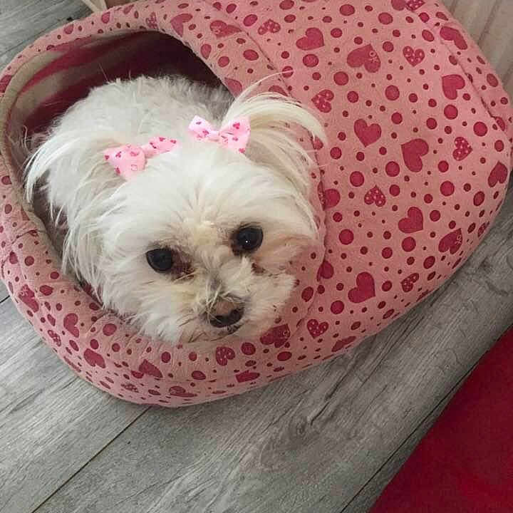 Lilly