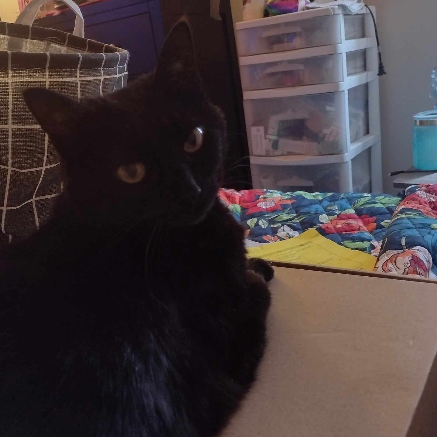 Ahri joined the competition — help win amazing prizes! accessories, animal, architecture, bag, bed, bedroom, blackcat, box, building, cat, couch, cushion, drawer, furniture, handbag, homedecor, indoors, livingroom, pet, room