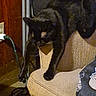 Howl joined the competition — help win amazing prizes! animal, armrest, black_cat, cables, caption, cat, couch, cozy, domestic, folding_chair, furniture, humor, indoor, lazy, living_room, pet, relaxing, snapshot, stretching, wooden_wall