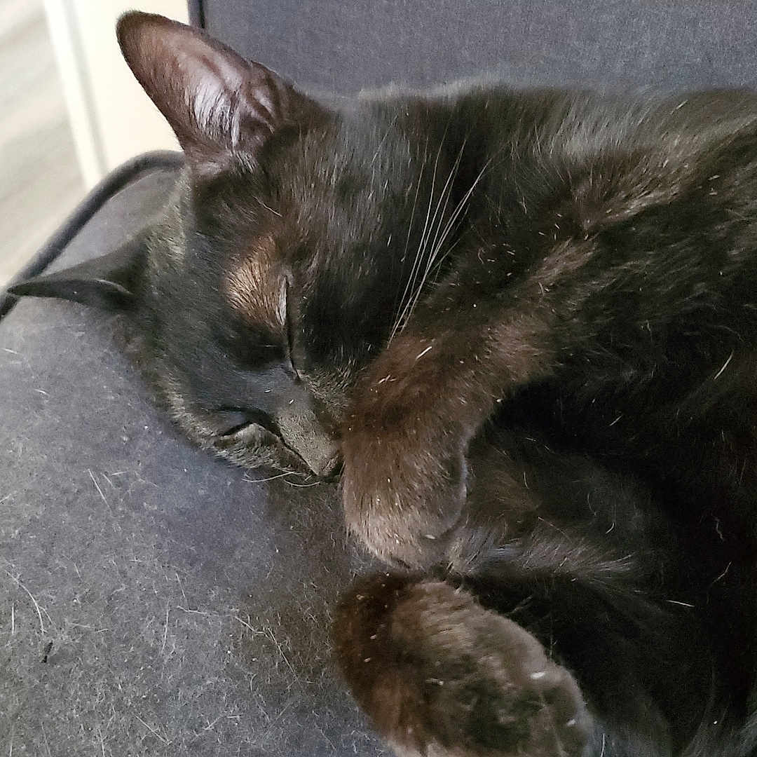 Howl is registered to the contest to win money with this photo: abyssinian, animal, architecture, armchair, blackboard, blackcat, building, cat, chair, couch, cushion, furniture, homedecor, indoors, kitten, manx, person, pet, siamese, sleeping