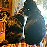 affection, black_cat, cat, closeup, cozy, curtain, domestic_animal, feline, furniture, indoor, lace_curtain, nuzzling, pet, striped, sunlight, tabby_cat, table, tablecloth, window, wooden_chair