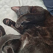 Howl is registered to the contest to win money with this photo: animal, bed, black_cat, blanket, cat, cozy, cute, domestic_cat, feline, fur, indoor, paw, pet, pillow, relaxed, resting, sleeping, soft, tail, whiskers