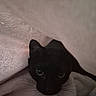 Howl is registered to the contest to win money with this photo: animal, black_cat, blanket, cat, comfort, cozy, cute, eyes, fur, hidden, indoor, mammal, pet, portrait, relax, resting, snuggle, soft, warm, whiskers