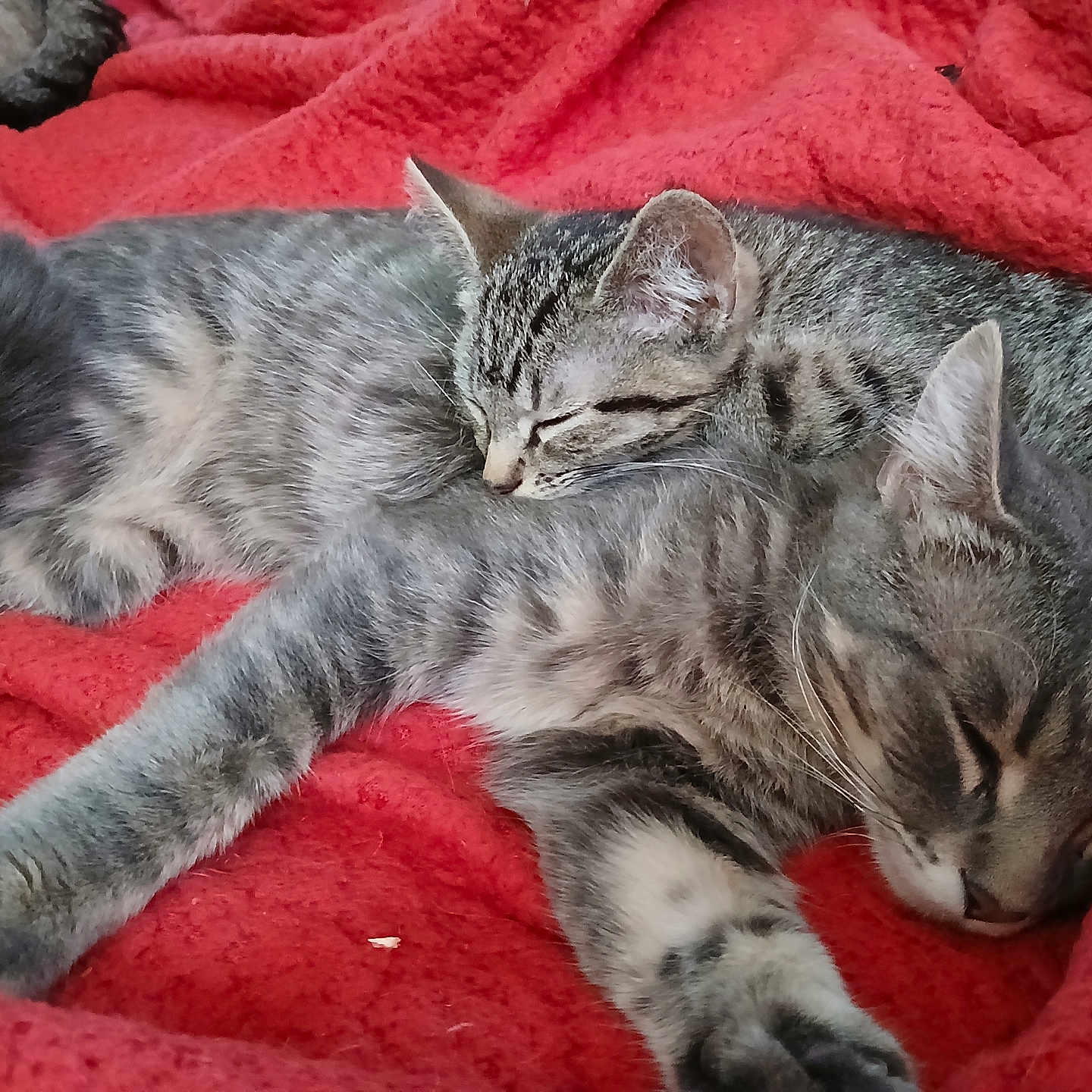 Toby joined the competition — help win amazing prizes! animal, blanket, cat, companion, cozy, cute, domestic_cat, feline, fur, indoor, peaceful, pet, red, relaxation, resting, sleeping, snuggling, tabby, two_cats, whiskers