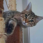 Boots is registered to the contest to win money with this photo: animal, cat, claws, climbing, close_up, curious, cute, ears, feline, fur, indoor, kitten, looking, paw, pet, playing, scratching_post, tabby, whiskers, young