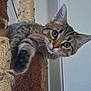 animal, cat, claws, climbing, close_up, curious, cute, ears, feline, fur, indoor, kitten, looking, paw, pet, playing, scratching_post, tabby, whiskers, young