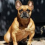 animal, canine, daylight, dog, ears, expression, face, french_bulldog, fur, leaf, nature, outdoor, paw, pet, quiet, shadow, sitting, sunlight, tile_floor, wall
