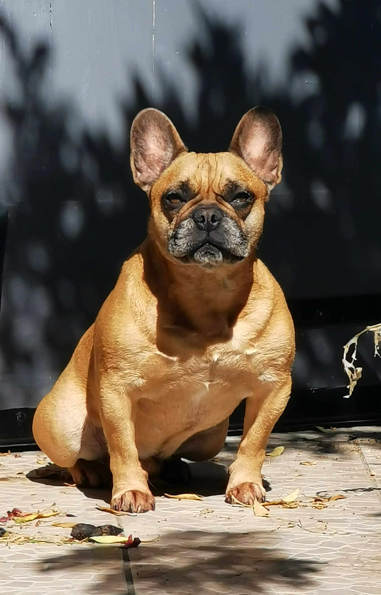 Oscar