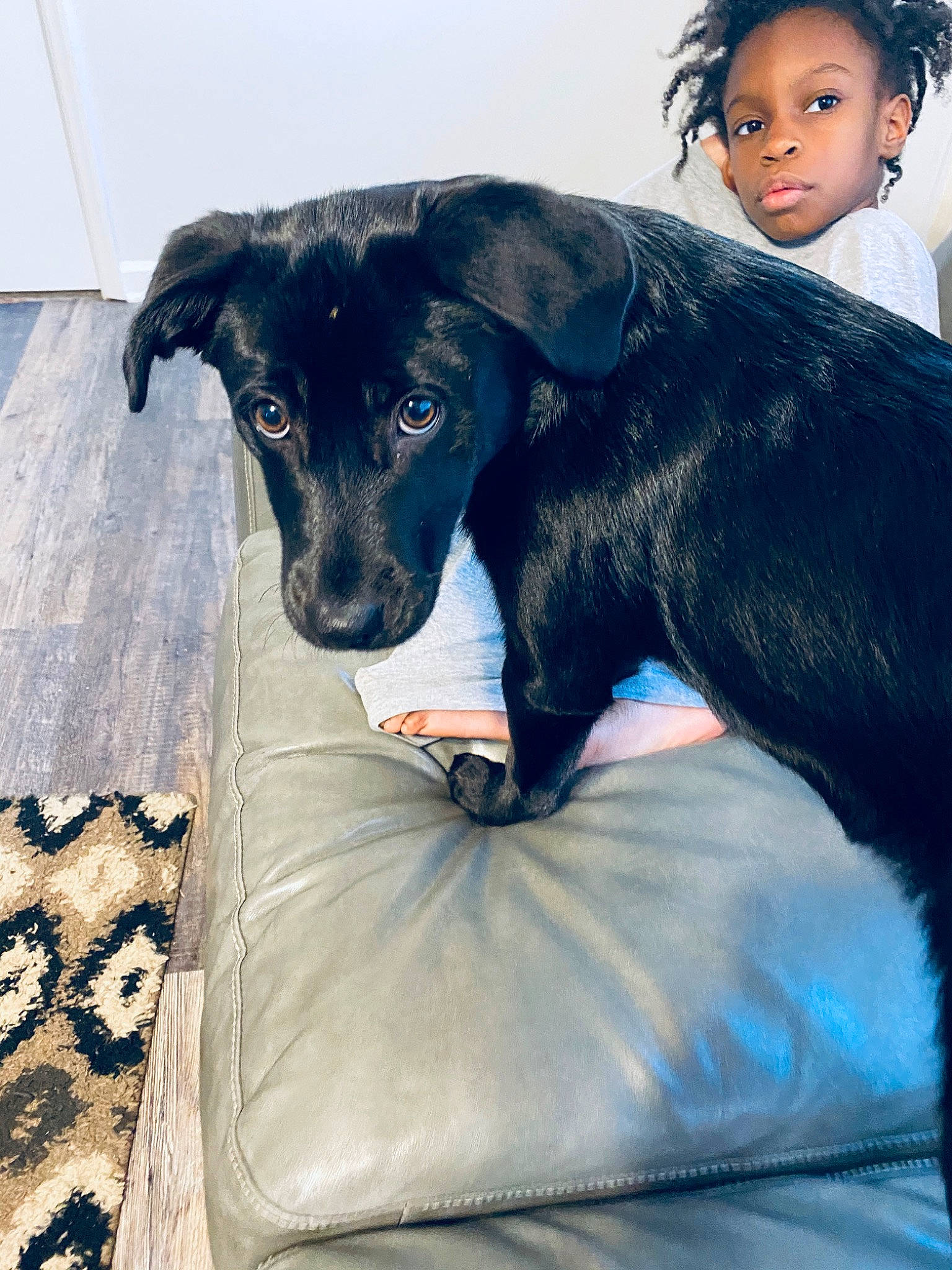 Bailey joined the competition — help win amazing prizes! borador, canidae, carnivore, companion_dog, dog, dog_breed, fur, guard_dog, hunting_dog, labrador_retriever, mammal, patterdale_terrier, puppy, retriever, sporting_group