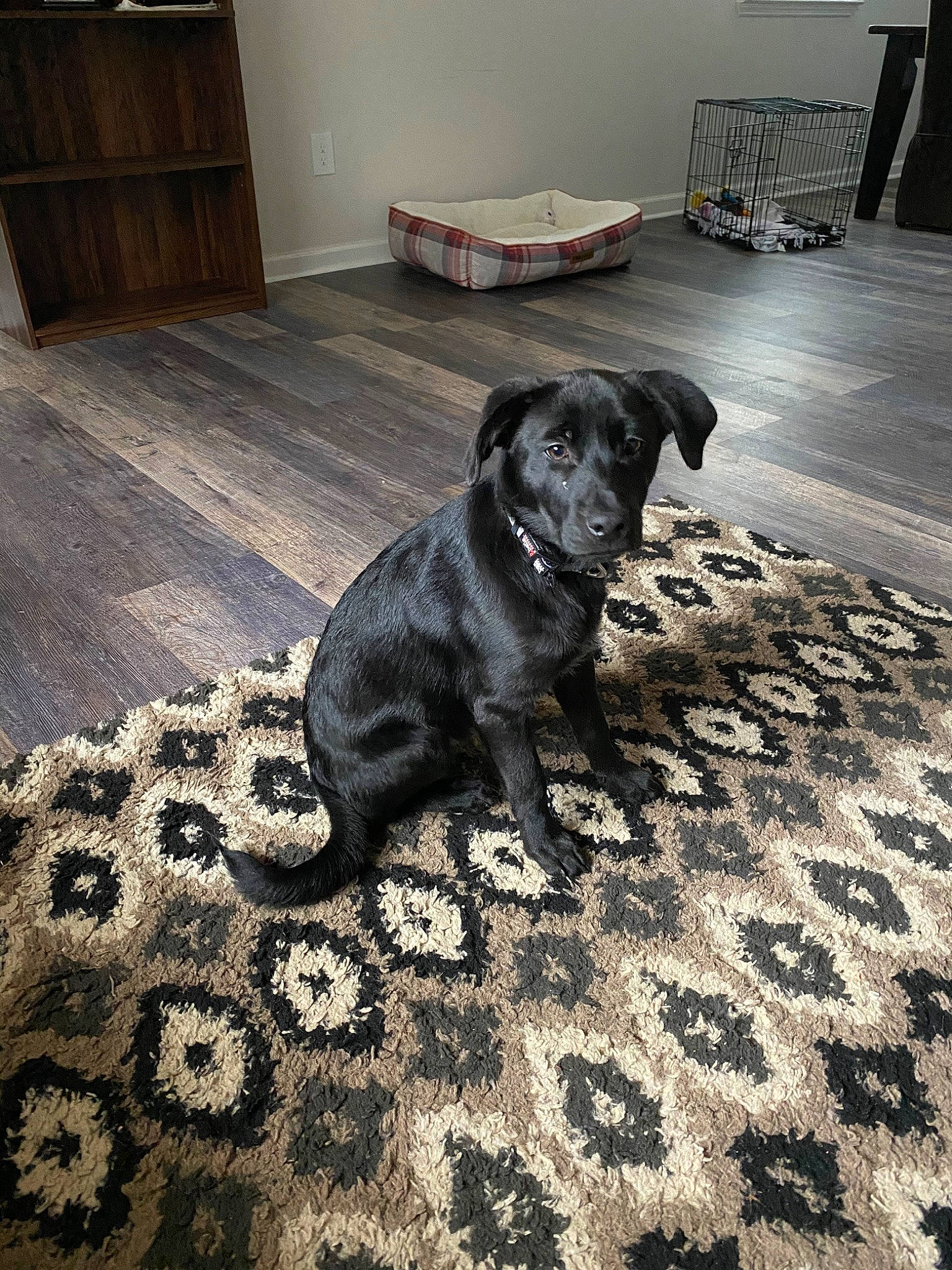 Bailey is registered to the contest to win money with this photo: black, canidae, carnivore, companion_dog, dog, dog_breed, floor, flooring, furniture, guard_dog, labrador_retriever, patterdale_terrier, puppy, snout, sporting_group, tail