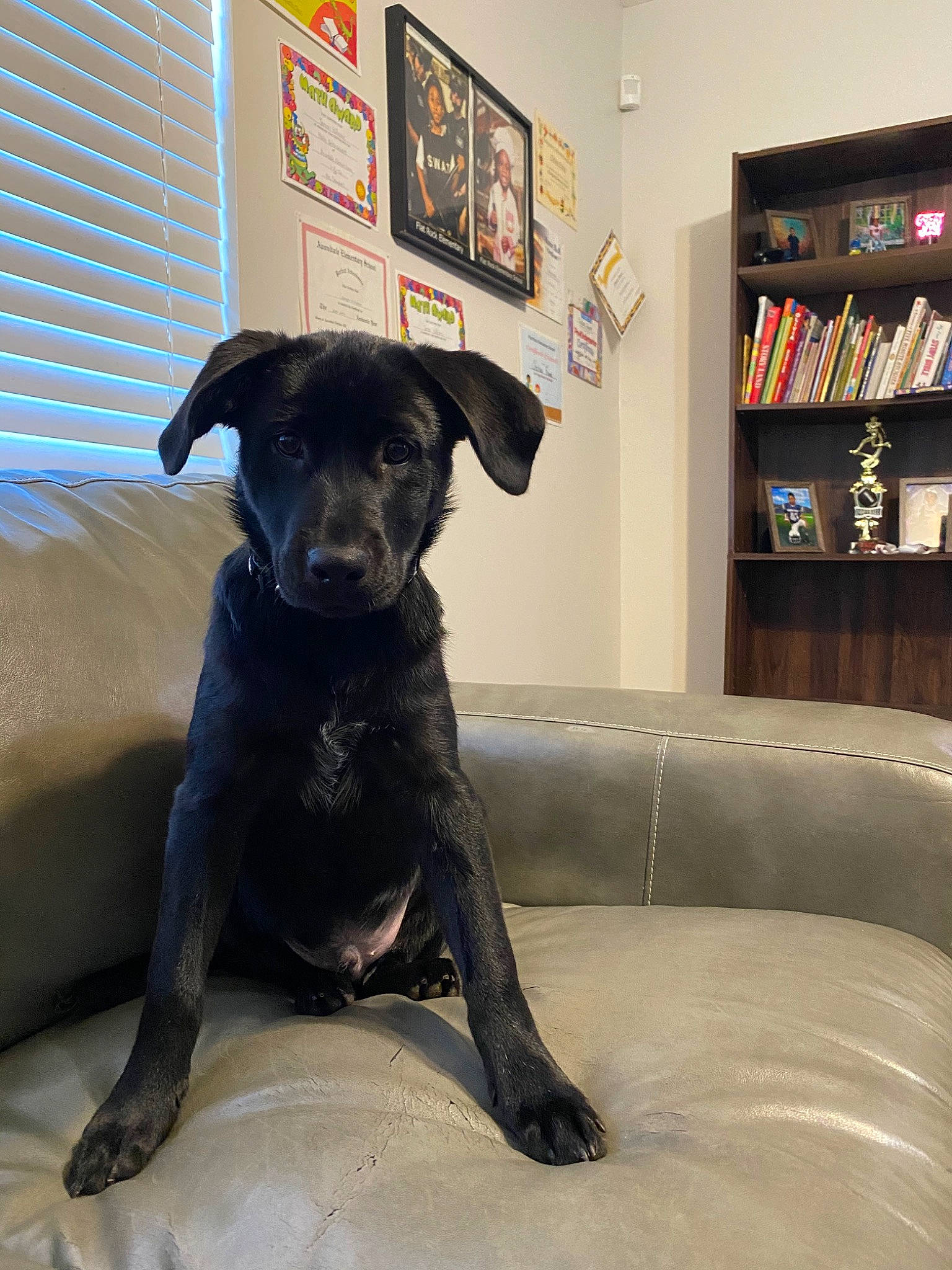 Bailey is registered to the contest to win money with this photo: borador, canidae, carnivore, companion_dog, dog, dog_breed, formosan_mountain_dog, furniture, labrador_retriever, patterdale_terrier, rare_breed_dog, snout, sporting_group, tail