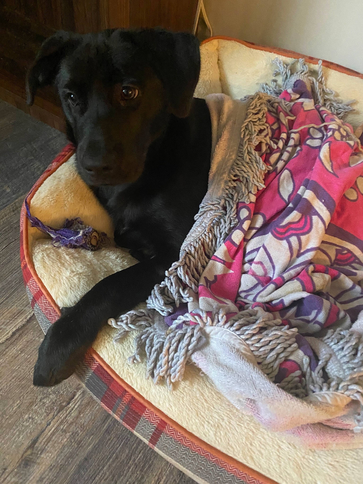 Bailey joined the competition — help win amazing prizes! canidae, carnivore, companion_dog, dog, dog_breed, labrador_retriever, patterdale_terrier, puppy, sporting_group