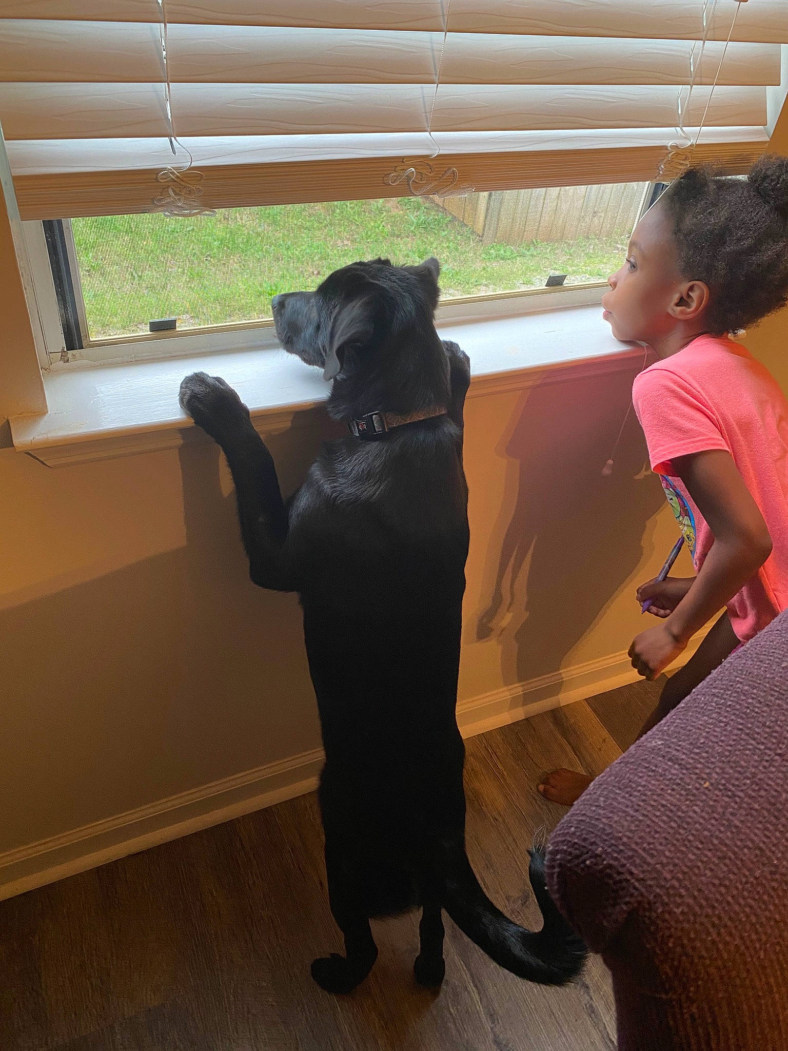 Bailey is registered to the contest to win money with this photo: canidae, carnivore, dog, dog_breed, guard_dog, sporting_group, tail, toddler