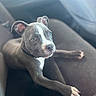 Pressure is registered to the contest to win money with this photo: animal, bodypart, bostonbull, boxer, bulldog, canine, dog, face, finger, frenchbulldog, hand, head, person, pet, photography, pitbull, pointer, portrait, puppy, snout