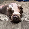 belly_up, blankets, brown_and_white, bulldog, carpet, dog, floor, funny, furniture, home, indoor, lying_down, paws_up, pet, photography, portrait, relaxed, rug, sleepy, upside_down