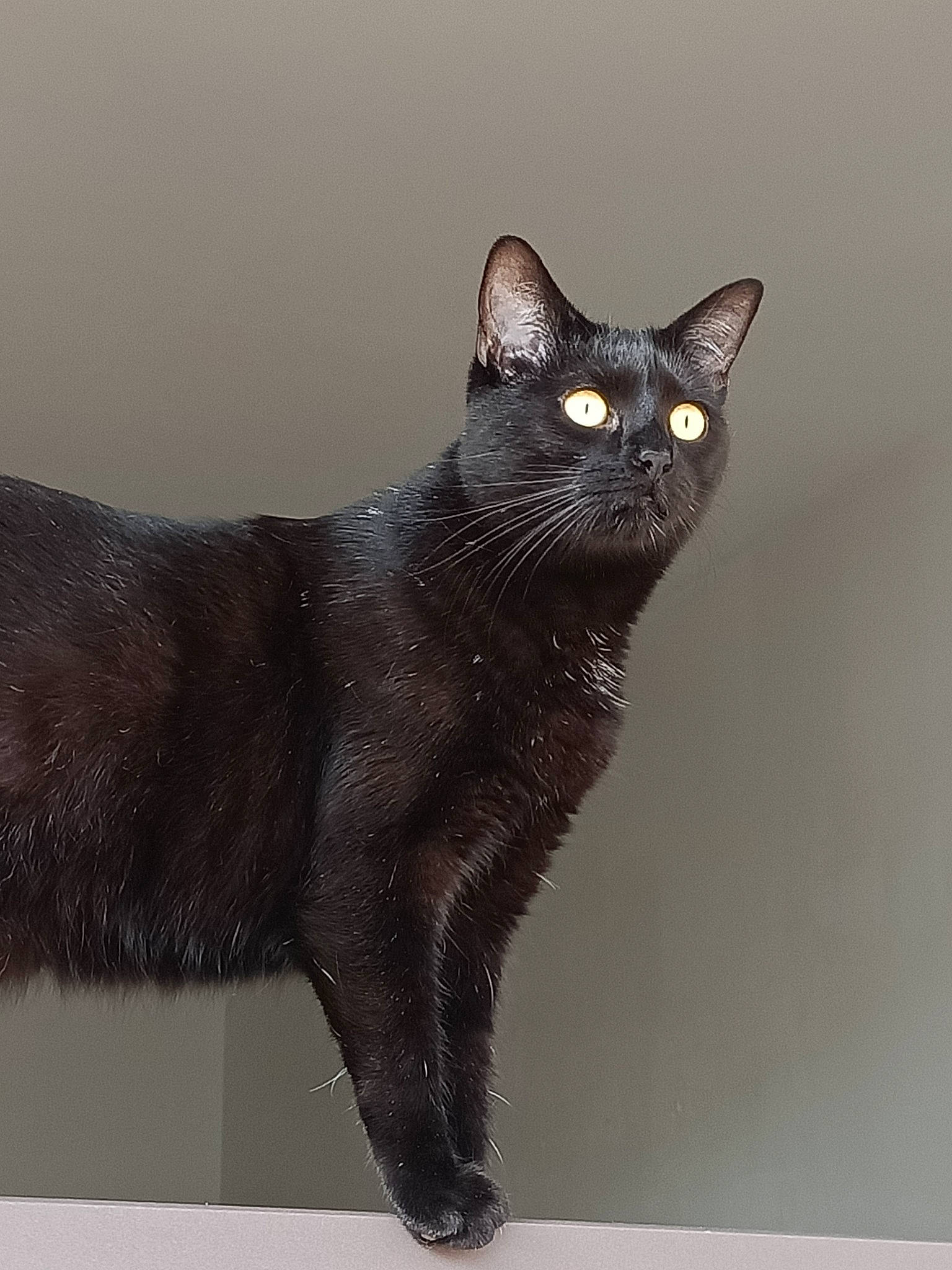 Sonny participe au concours pour gagner de l'argent avec cette photo : art, black_cat, bombay, carnivore, cat, claw, domestic_short_haired_cat, felidae, fur, illustration, small_to_medium_sized_cats, snout, tail, terrestrial_animal, whiskers, window