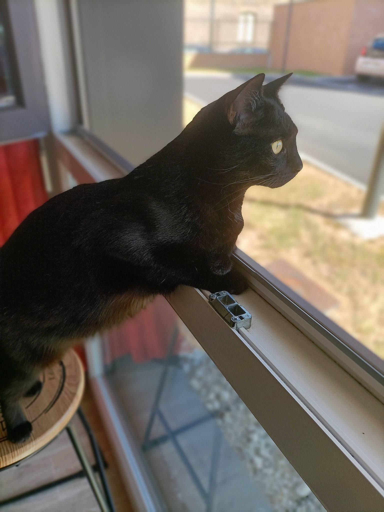 Sonny participe au concours pour gagner de l'argent avec cette photo : automotive_window_part, black_cat, bombay, carnivore, cat, domestic_short_haired_cat, felidae, fixture, fur, gesture, glass, metal, small_to_medium_sized_cats, snout, tail, terrestrial_animal, whiskers, window, windshield