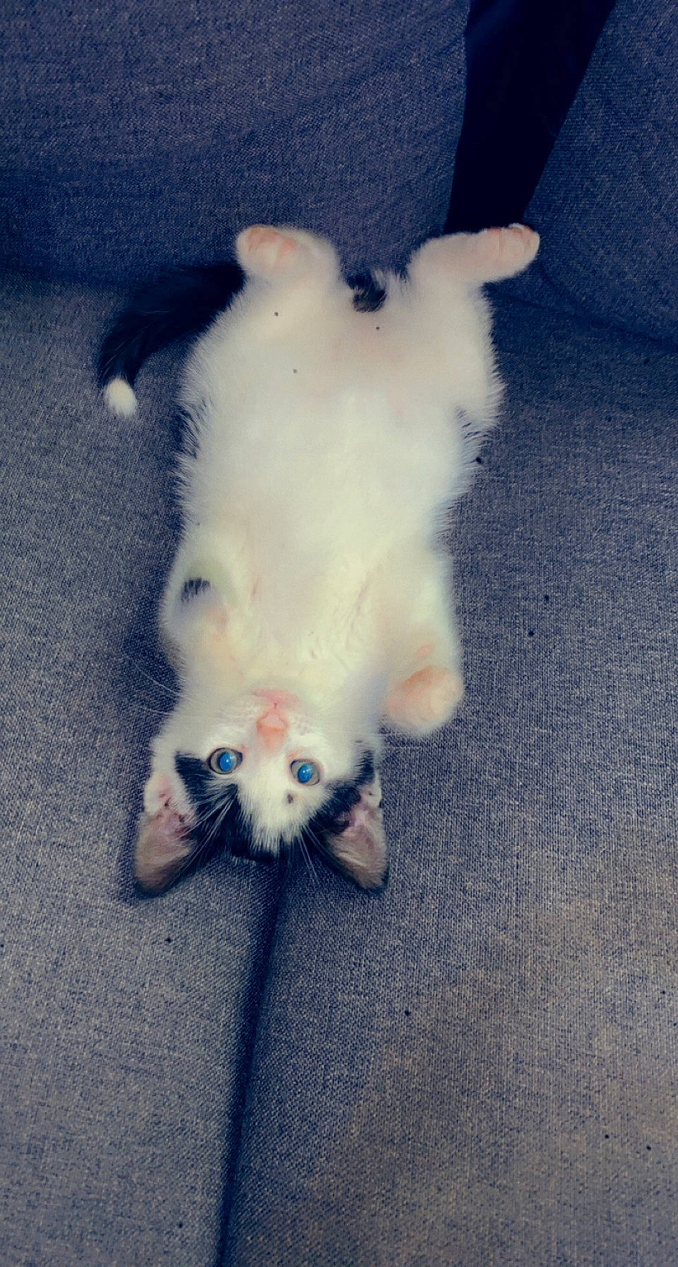 Roméo participe au concours pour gagner de l'argent avec cette photo : carnivore, cat, cloud, companion_dog, dog_breed, fawn, felidae, floor, flooring, foot, fur, grey, leg, meteorological_phenomenon, paw, sky, small_to_medium_sized_cats, snout, tail, whiskers