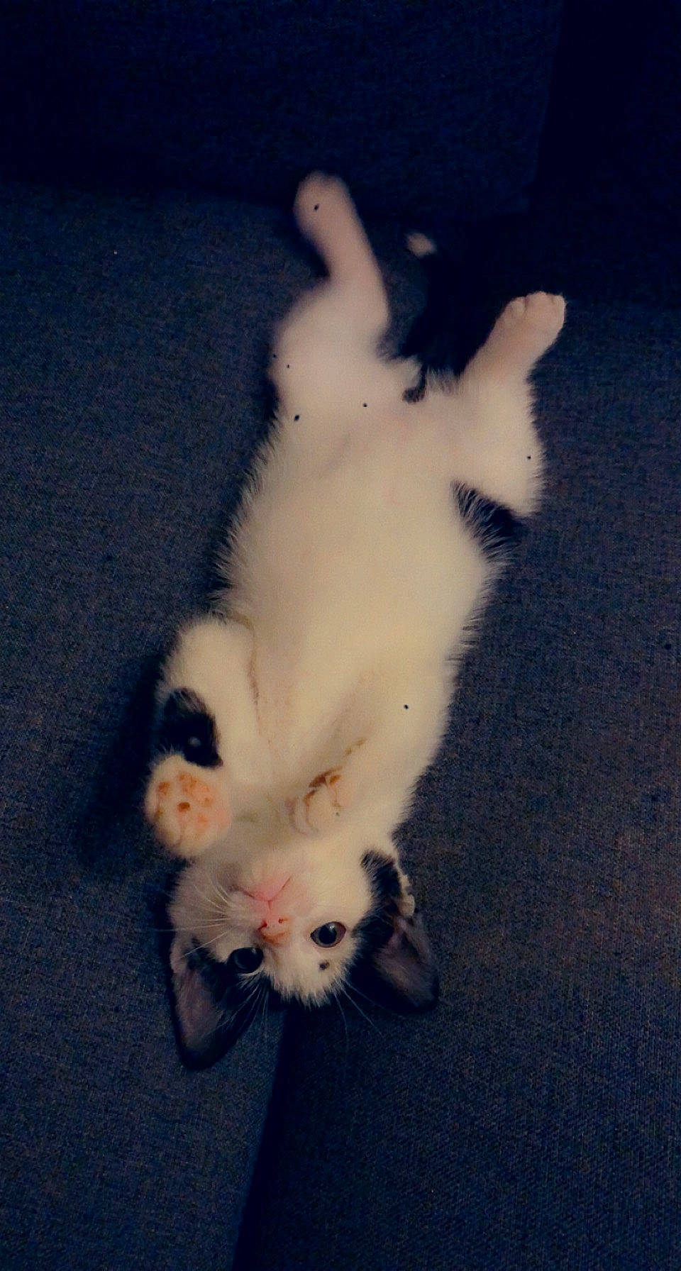 Roméo participe au concours pour gagner de l'argent avec cette photo : canidae, carnivore, cat, claw, companion_dog, dog_breed, domestic_short_haired_cat, fawn, felidae, foot, fur, gesture, paw, photo_caption, small_to_medium_sized_cats, snout, sporting_group, tail, whiskers