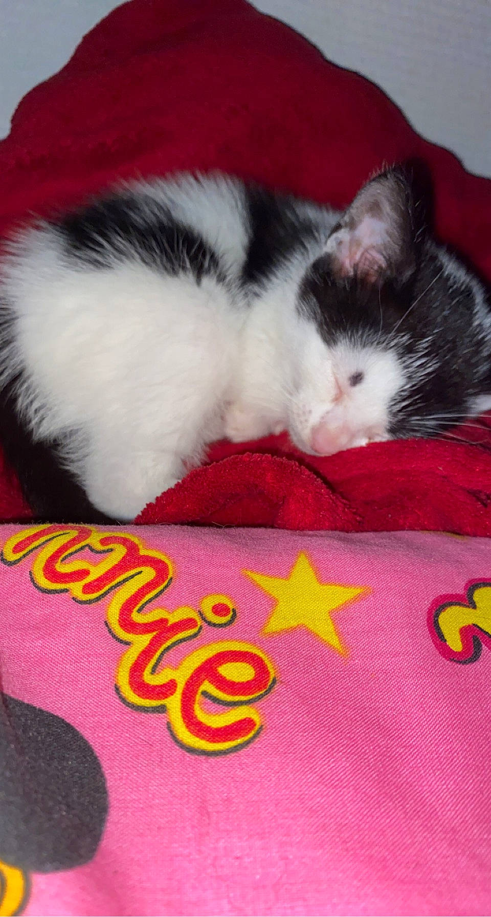 Roméo participe au concours pour gagner de l'argent avec cette photo : carmine, carnivore, cat, comfort, domestic_short_haired_cat, felidae, foot, fur, lap, linens, magenta, nap, paw, pink, red, small_to_medium_sized_cats, snout, tail, textile, whiskers