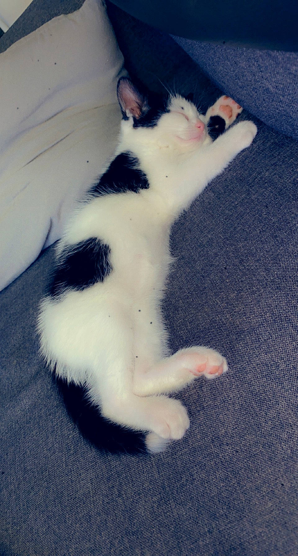 Roméo a rejoint le concours — aidez-le/la à gagner de superbes lots ! carnivore, cat, claw, comfort, dog_breed, domestic_short_haired_cat, electric_blue, felidae, foot, fur, paw, small_to_medium_sized_cats, tail, whiskers