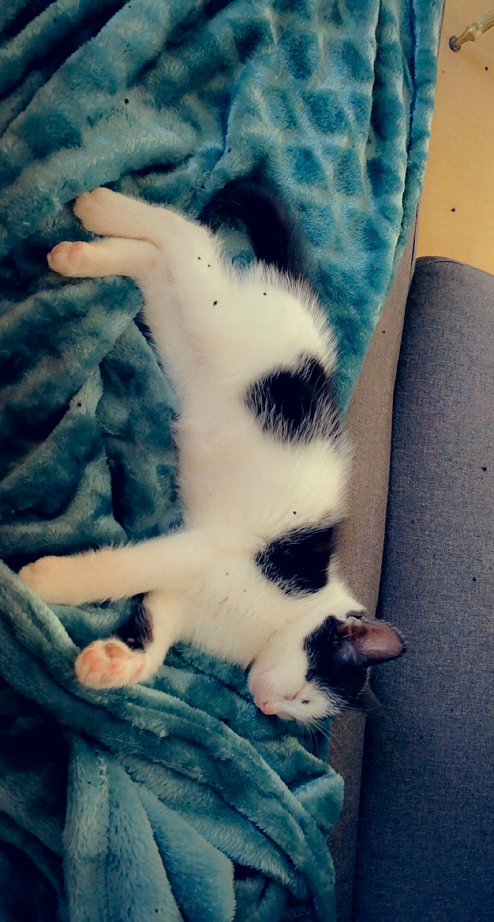 Roméo participe au concours pour gagner de l'argent avec cette photo : carnivore, cat, comfort, cool, dog_breed, electric_blue, felidae, foot, human_leg, linens, mammal, paw, sleeve, small_to_medium_sized_cats, snout, tail, textile, thigh, vertebrate, whiskers