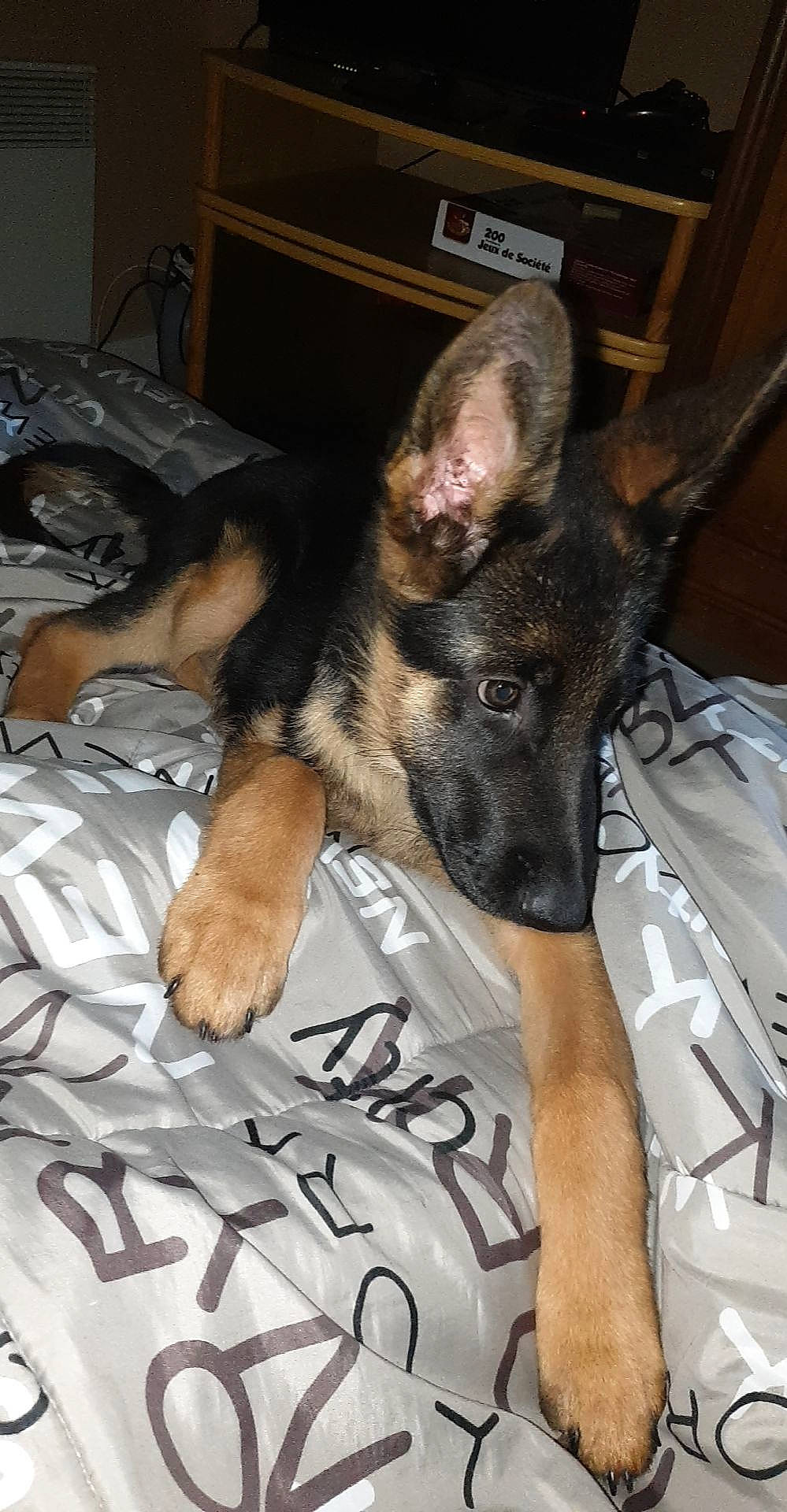 Roxane a rejoint le concours — aidez-le/la à gagner de superbes lots ! belgian_shepherd_malinois, canidae, carnivore, dog, dog_breed, ear, east_european_shepherd, fawn, german_shepherd_dog, king_shepherd, kunming_wolfdog, mammal, old_german_shepherd_dog, police_dog, shiloh_shepherd_dog, snout, vertebrate, wolfdog, working_dog