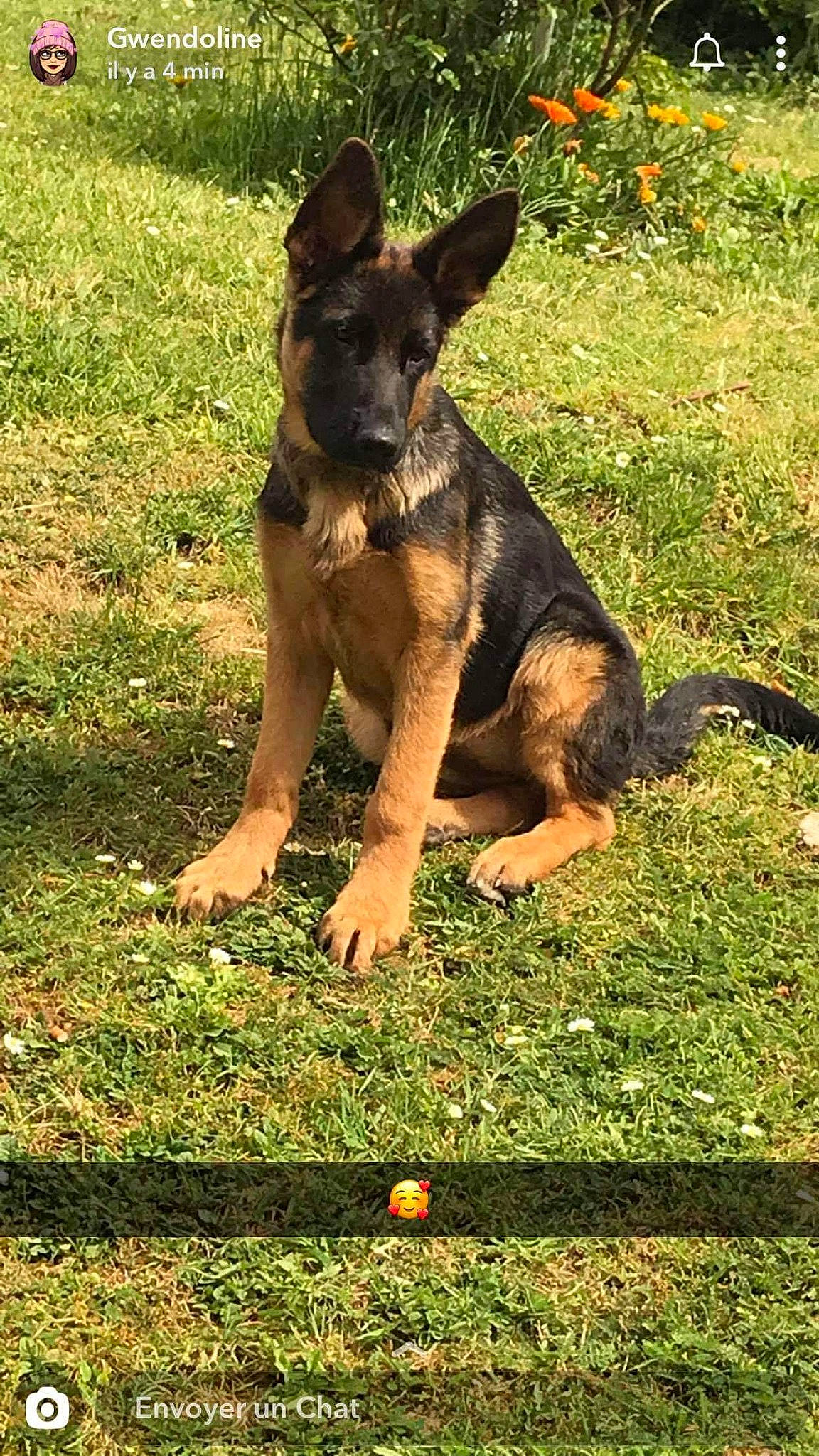 Roxane a rejoint le concours — aidez-le/la à gagner de superbes lots ! belgian_shepherd_malinois, black_and_tan_terrier, canidae, carnivore, dog, dog_breed, east_european_shepherd, fawn, german_shepherd_dog, grass, herding_dog, king_shepherd, kunming_wolfdog, mammal, old_german_shepherd_dog, police_dog, rare_breed_dog, snout, vertebrate, working_dog