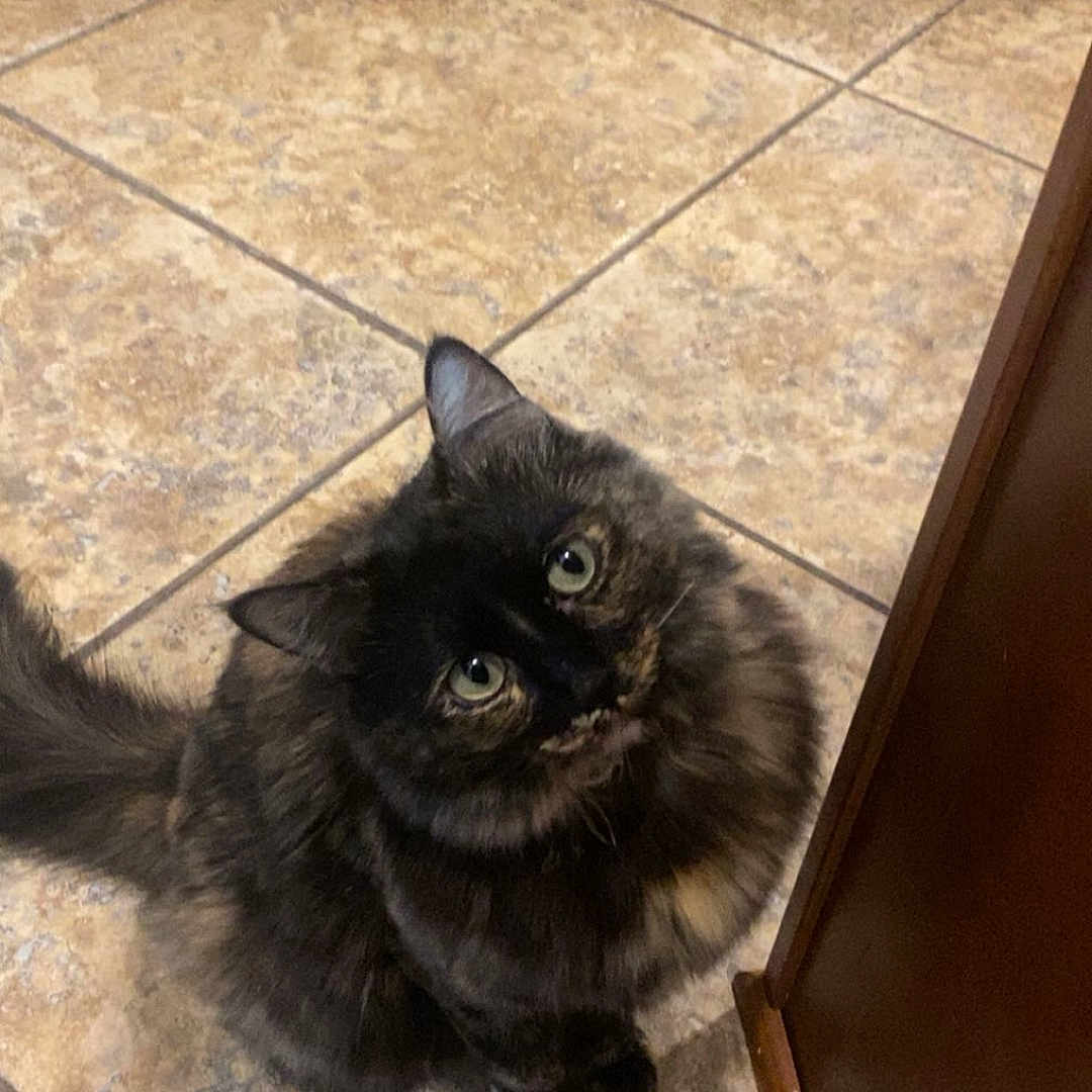 Mookie joined the competition — help win amazing prizes! cat, tortoiseshell_cat, fluffy, longhaired, pet, animal, feline, green_eyes, sitting, looking_up, whiskers, ears, paws, fur, indoor, kitchen, tile_floor, wooden_cabinets, portrait, cute