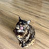 Mookie is registered to the contest to win money with this photo: cat, tortoiseshell_cat, fluffy, longhaired, sitting, open_mouth, yawning, meowing, indoors, wooden_floor, kitchen, appliance, pet, animal, fur, whiskers, ears, paws, portrait, funny