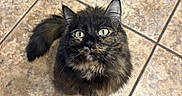 Mookie joined the competition — help win amazing prizes! cat, black_cat, fluffy, longhaired, feline, pet, animal, sitting, portrait, face, eyes, ears, whiskers, tail, indoor, tile_floor, home, photography, close_up, alert