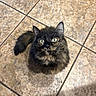 cat, black_cat, fluffy, longhaired, feline, pet, animal, sitting, portrait, face, eyes, ears, whiskers, tail, indoor, tile_floor, home, photography, close_up, alert